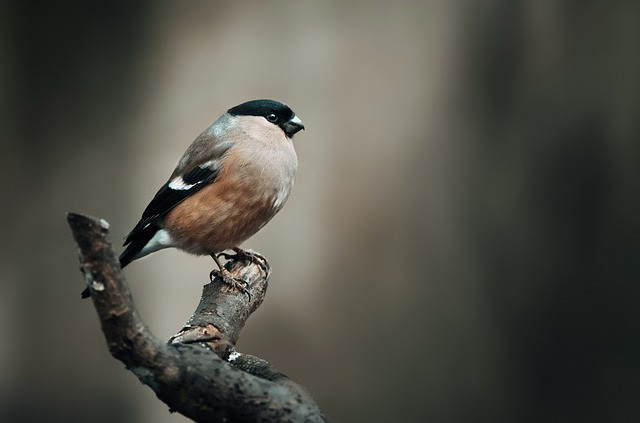 Finch
