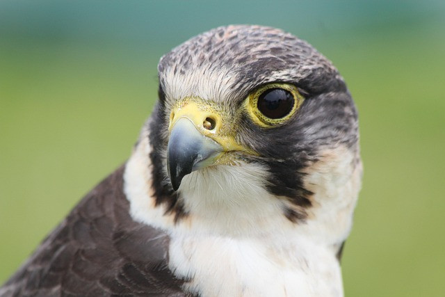 Falcon